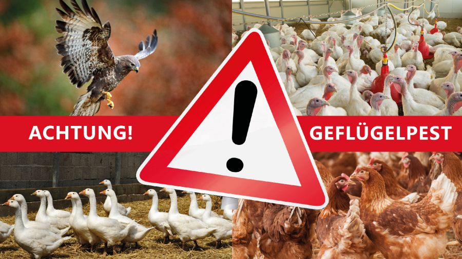 Schutz vor Geflügelpest, auch Vogelgrippe benannt: Alles Geflügel muss in den Stall (Montage, Fotos: © Die Fotografin /Fotolia, © boscopics /Fotolia, © Lianem / Fotlia, © davemhuntphoto /Fotolia)